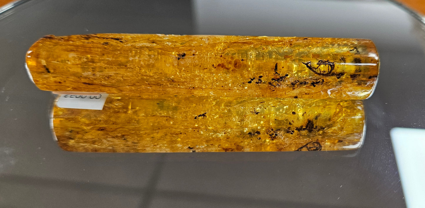 Polished Kauri Gum Featuring Captured Ants