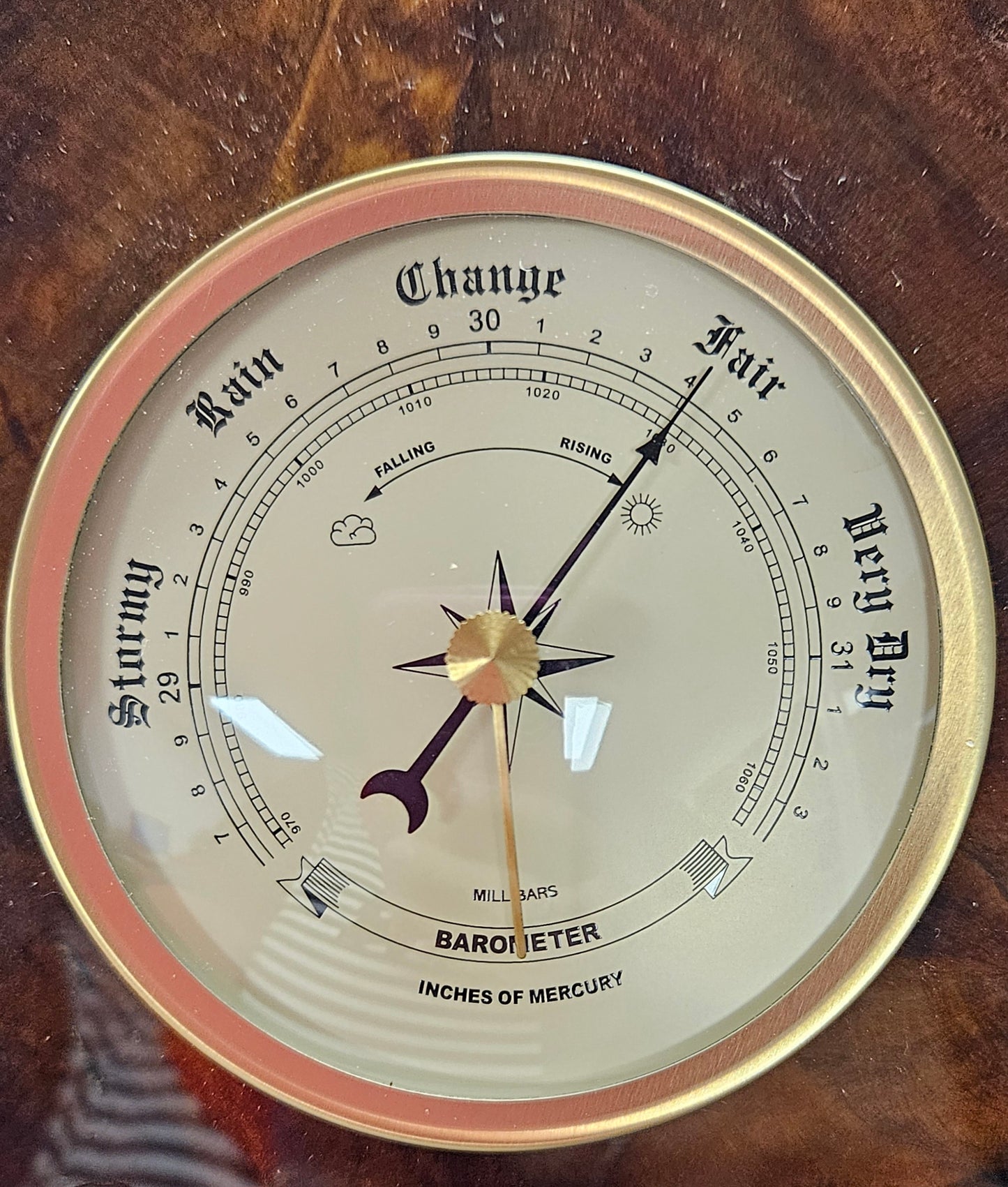 Swamp Kauri Barometer