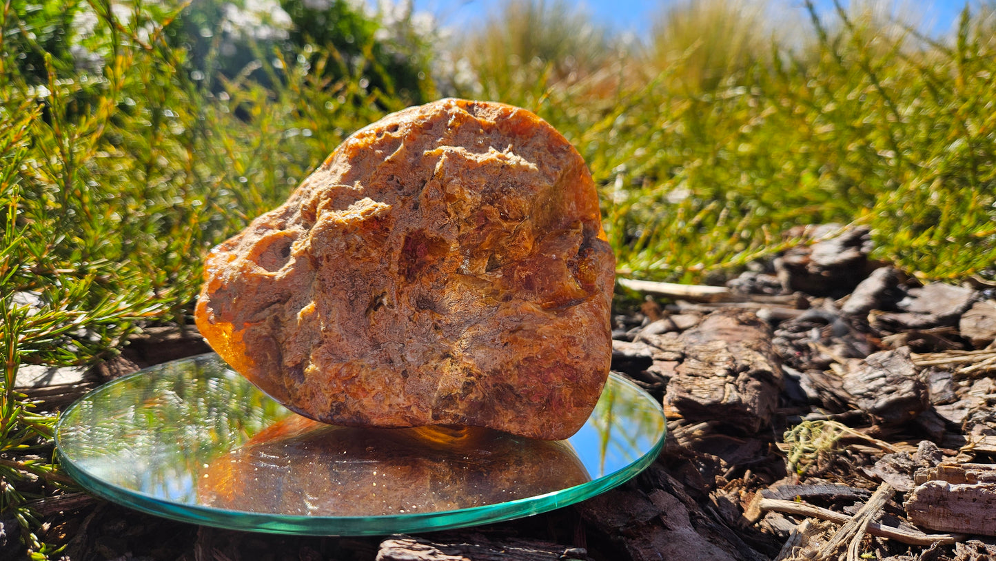 Polished Kauri Gum, Dark and light Rounded