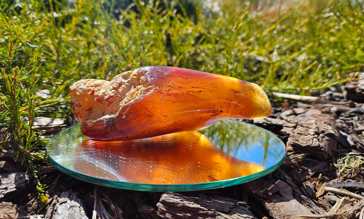 Polished Kauri gum,   long dark piece