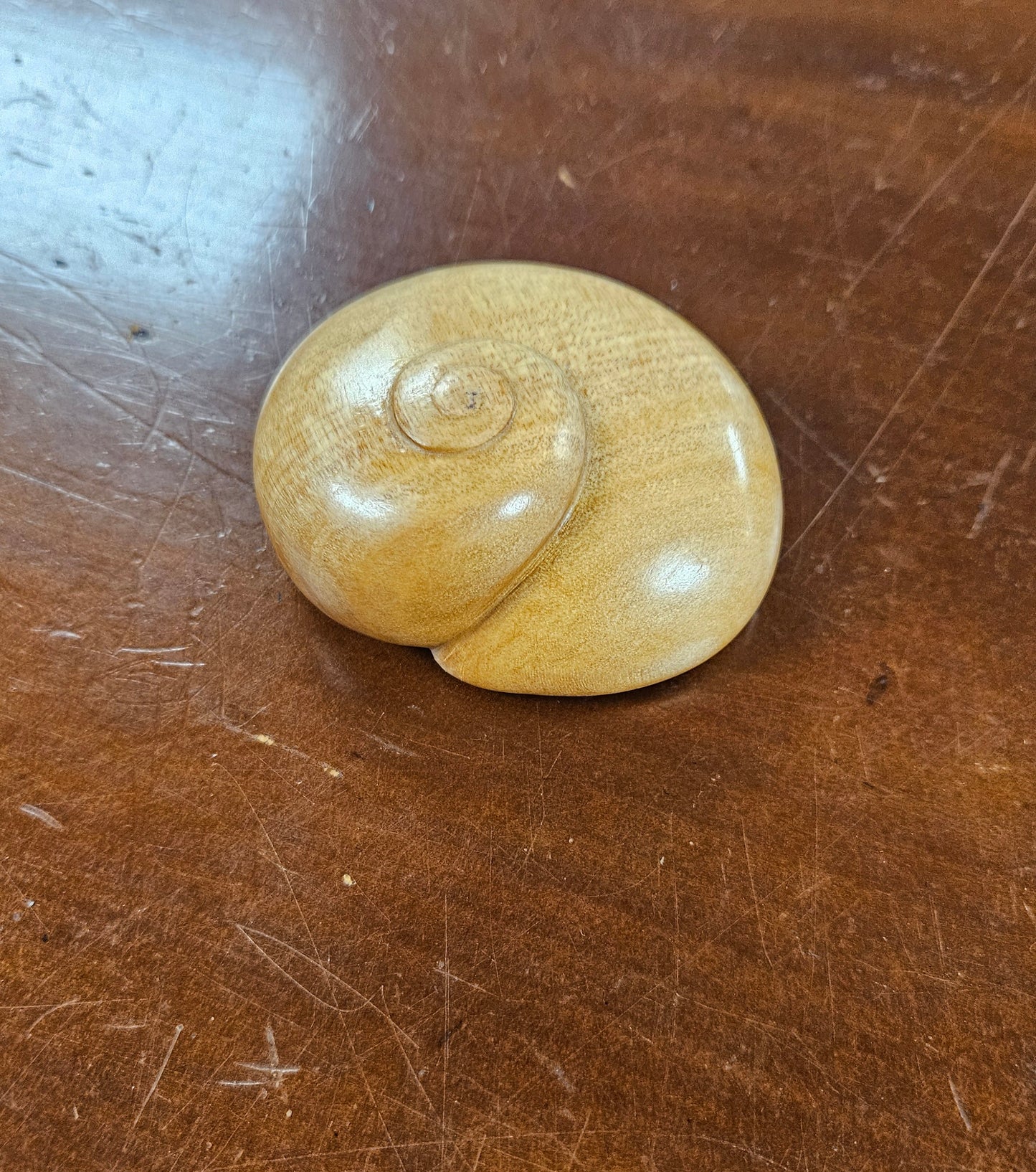 Kauri Snail