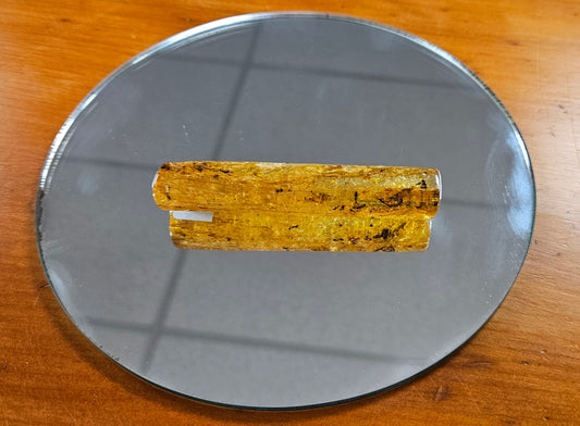 Polished Kauri Gum Featuring Captured Ants