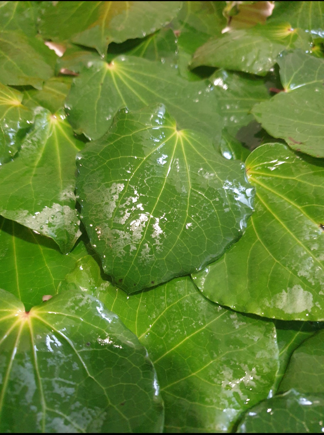 Kawakawa Balm