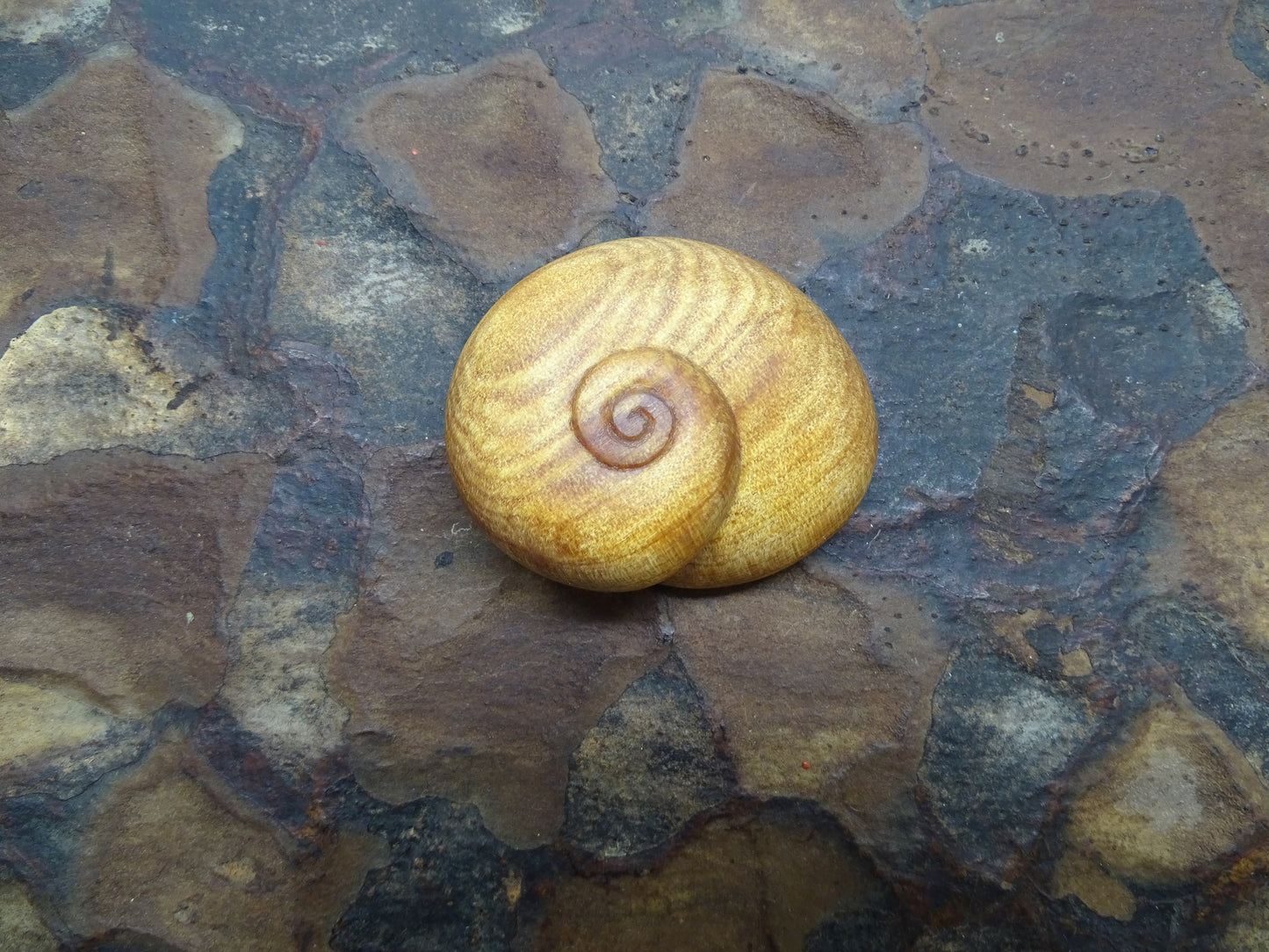 Kauri Snail